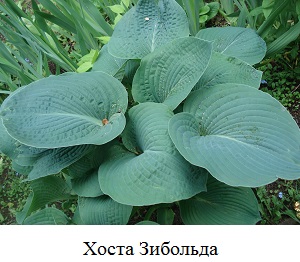 Хоста Зибольда фото Хоста Зибольда